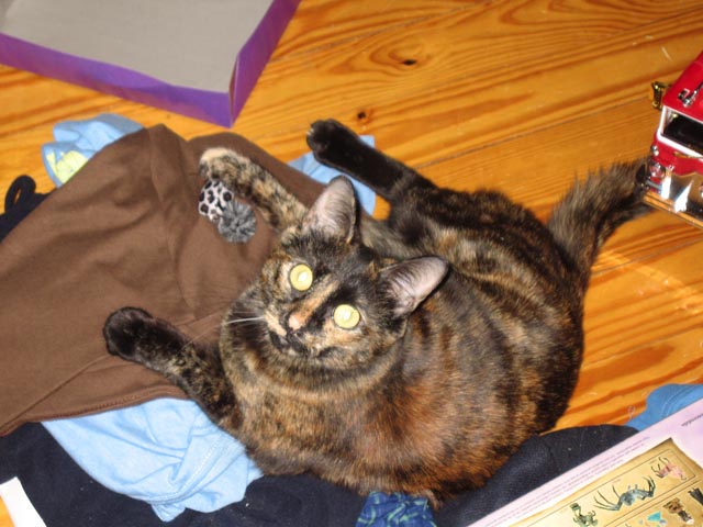 Bella Cat