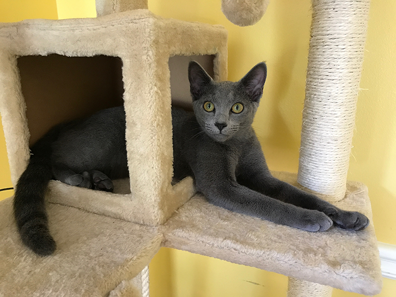 Chessie - Eric Siegel's Russian Blue Cat